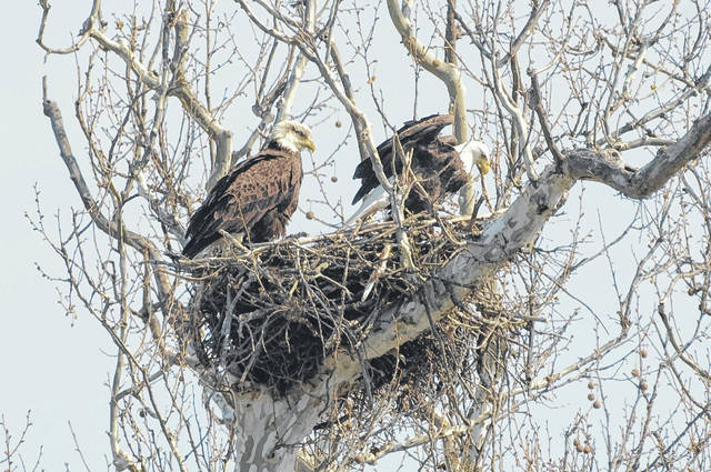 Bald eagles thriving here - The Times Gazette